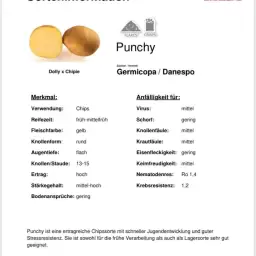 Achetez plants de pomme de terre PUNCHY Z : Haut rendement, précoce