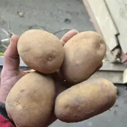 Pommes de terre Agria 55+ - Chargement complet disponible