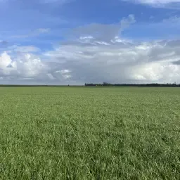 Trawa na pniu na sprzedaż | Dostępne różne działki