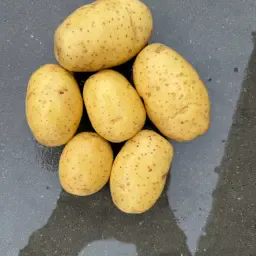 Pommes de terre Annabelle 50+ issues d'un entrepôt frigorifique à vendre