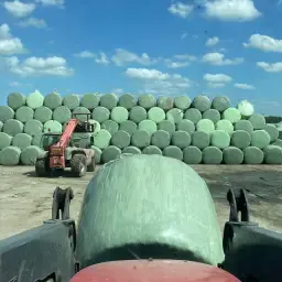 Milchkuh-Silage Zu Verkaufen - Hochwertiges Futter