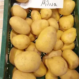 Milva consumptieaardappelen, 160t, 35+ sortering, uit koelopslag