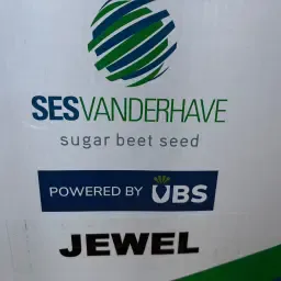 Насіння буряка Jewel на продаж - Висока якість