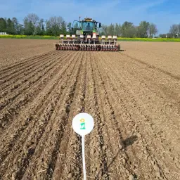 Червона цибуля сіянка - Висока якість, урожай 2026