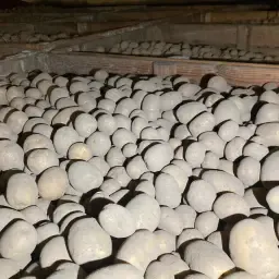 Madeira & Juventa Potatoes for Sale – LKW Verladung