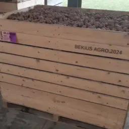 Картопля Bildstar, Dore, Agria & Borger - Вигідні ціни!