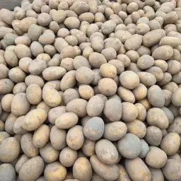 Насіннєва картопля Агрія SE в наявності | Ринкова ціна