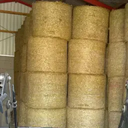 Rundbalen stro te koop - Tarwestro, droog opgeslagen
