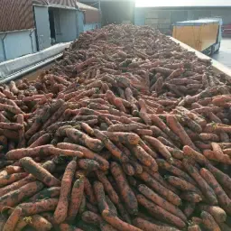 Cumpăr morcovi și țelină în cantități mari