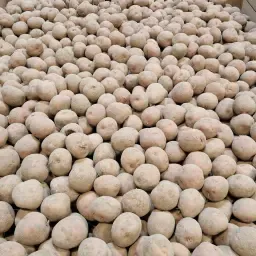 Картофи Bildtstar 50+ за Продажба | Големи Количества