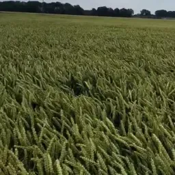 250 T Weizen zu verkaufen