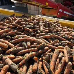 Cumpăr morcovi pentru spălare | Cantități mari, calitate de piață