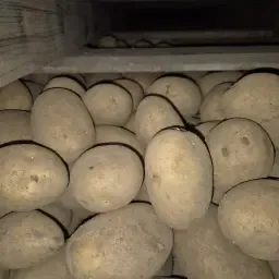 Aardappelen Jelly 55+ te koop - 35 ton