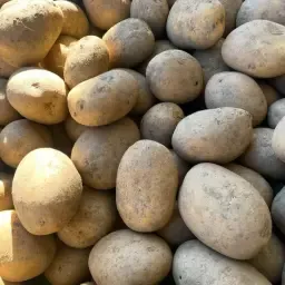 Plants de pommes de terre certifiées: Donata & Monique