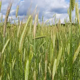 Biologische Rogge te koop - Ongeveer 18 ton