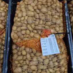 Mini Tuberculi Agria - 18 mm+