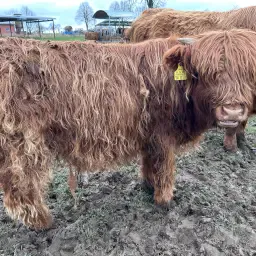 Hooglander Afzetters Te Koop - Natuurlijke Grazer