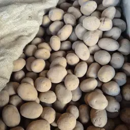 Agria 55/65 SE Aardappelen - Volle Wagen