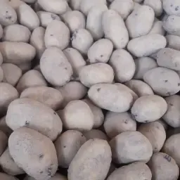 Bildstar Pootaardappelen te Koop | Diverse Maten & Tonnen