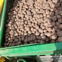 Pootaardappelen Allure & Innovator kopen