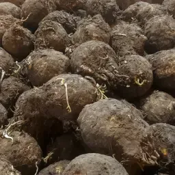 Țelină de calitate superioară: Recoltă proaspătă, greutate ideală