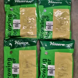 Nasiona Cebuli Storo (4 jednostki) - Wysoka jakość