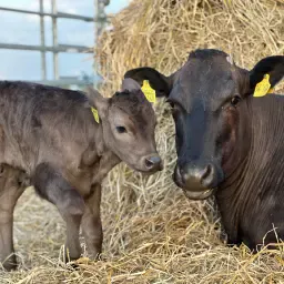 Wagyu pur-sang : Du veau au bœuf de quatre ans