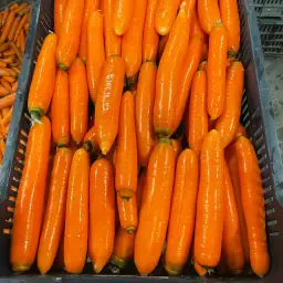 Cartofi noi &amp; morcovi timpurii | Începând cu 20 mai