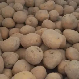 Πατατόσποροι Agria 35/50 Κλάση E - 250 kg