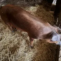 Duroc Eber Ruil: Zuiverras Pietrain Zeug Gezocht