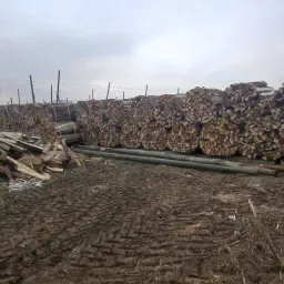 Gespaltenes &amp; gebundenes Brennholz (ca. 200 Ster)