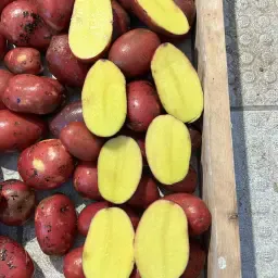 Bio-Kartoffeln Laura &amp; Ramona kaufen