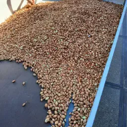 Sturon uienrestant te koop - 150 kg