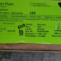Plantuitjes Hercules te koop - 600 kg, maat 11-21