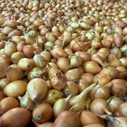 Sturon &amp; Red Karmen Uien 21/24 - Geprepareerd