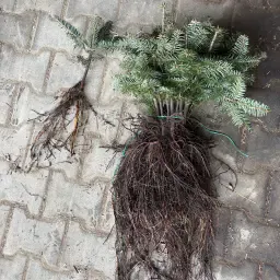 Weihnachtsbaumsetzlinge zu verkaufen