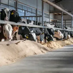 Rose Kalverenhouder Gezocht | Samenwerking met De Heus