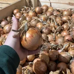 Industriële uien gezocht | Aankoop voor verwerking &amp; verpakking