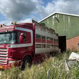 Purcei și scroafe căutate pentru export