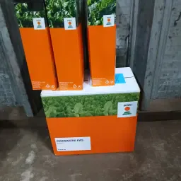 Semințe Annemartha KWS Foce de vânzare | Calitate înaltă