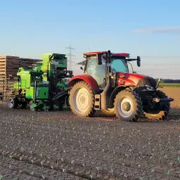 Servicii de plantare varză – Distanța între rânduri de 60 cm