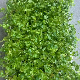 Plante de Gulie PRINZ - 3000 bucăți