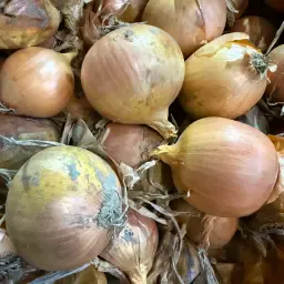 Ceapă galbenă (Hypark) de vânzare - Calitate înaltă, depozitare în lăzi