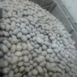 Cartofi de sămânță Agria 35/55 - 1625 kg, Symphonie