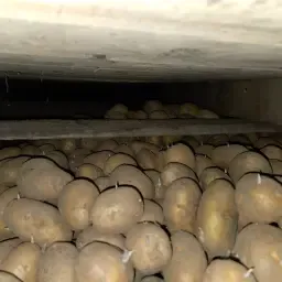 Cartofi de sămânță Agria SE: Disponibili acum