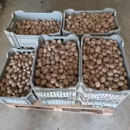 Alegria aardappelen - 180 kg, maat 35/50