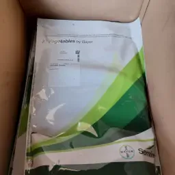 Семена от жълт лук - налични Rockito единици