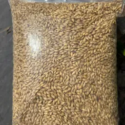 Wheat 72-76kg/HL from Northern France - Available now