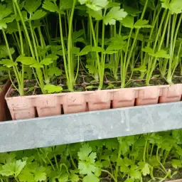 Knollensellerie Pflanzen zu verkaufen - Sorte Alpha - Lieferung nächste Woche