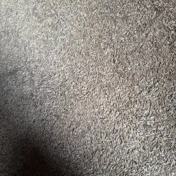 300 Tonnen Hafer der Sorte Lion zu verkaufen